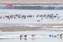 新疆阿瓦提县塔里木河支流水量丰沛 群鸟翱翔