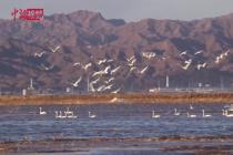 数万只候鸟陆续迁徙至黄河内蒙古段