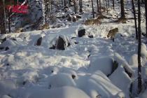 内蒙古大兴安岭首次拍摄到狼群出没