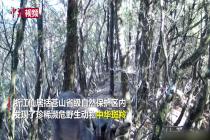 浙江发现珍稀濒危野生动物中华斑羚
