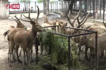 武汉动物园动物“复工”