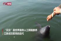 世界首例人工繁育江豚“贝贝”即将回归自然水域