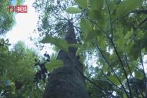 云南高黎贡山发现濒危植物滇桐 数量达31株  