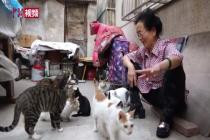 老人27年养600余只流浪猫