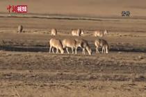 西藏羌塘草原现藏羚羊迁徙壮观场景