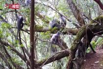 看国家一级保护动物灰叶猴的家庭生活 