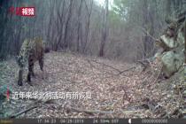 山西沁源监测到4只华北豹