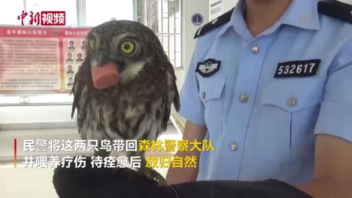 大眼萌鸟 受伤 呼救 民警伸出援手 中国新闻网