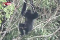 探访广西东黑冠长臂猿保护区
