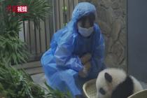 日本姑娘成都饲养大熊猫 