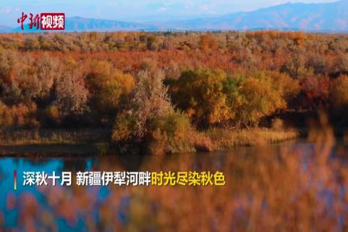 新疆伊犁河畔尽染秋色