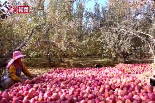 新疆42万亩冰糖心苹果大丰收