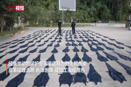 广西警方查获183张鳄鱼皮 