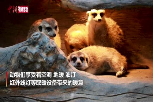 上海野生动物园开启御寒模式