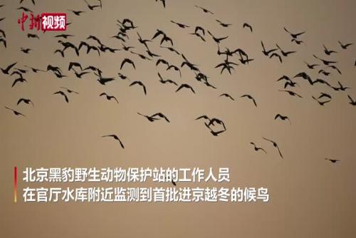 首批进京候鸟提前十多天落地北京官厅水库