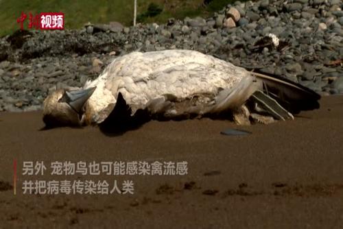 数千⌒　海鸟尸体冲上加拿大海岸