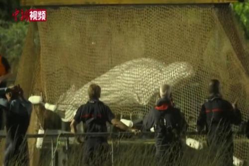 受困法国塞纳河的白鲸被执行安乐死