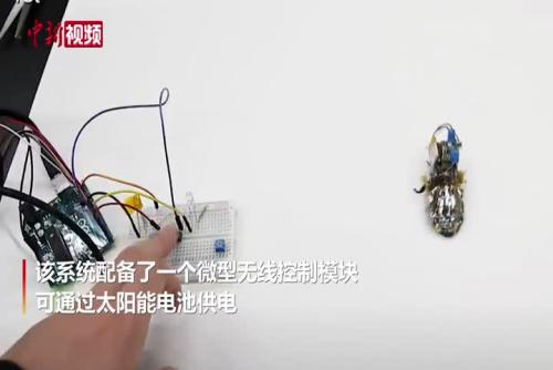日本一研究小組用太陽能電池制造出半機械昆蟲