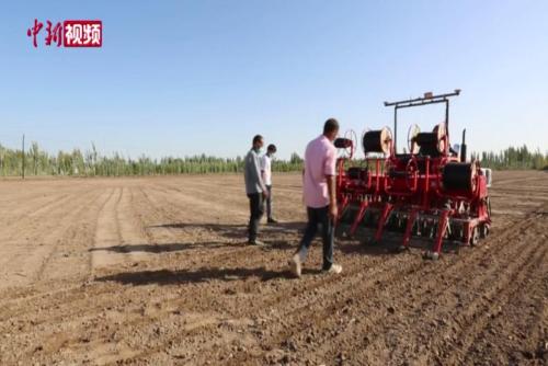 新疆巴楚县2万多亩冬小麦开播