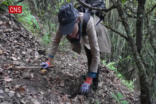 Tibetan Villagers Hunt For Fragrant Matsutake