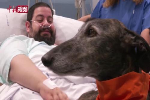 英媒：西班牙医院用“治疗犬”激励病人