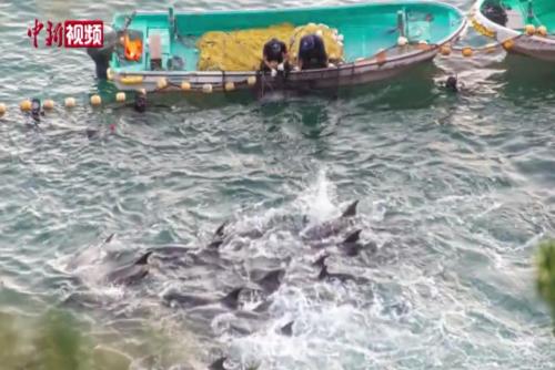 世界动物保护协会：圈养海豚娱乐业从日本“海豚湾”血腥猎捕中获利