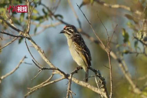 鸟类鸣唱发声节奏如何遗传？最新研究发现与这两个基因相关