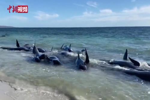 逾百头领航鲸在澳大利亚海滩搁浅 已有26头鲸死亡