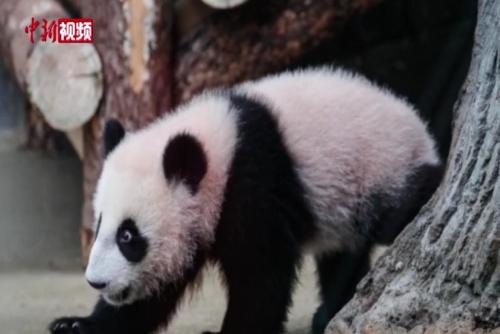 莫斯科动物园：大熊猫“喀秋莎”勇敢走向外场 闲逛20分钟