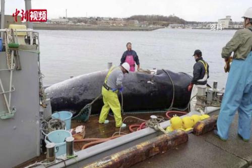 恢复商业捕鲸5年后 日本计划将长须鲸列入捕鲸名单