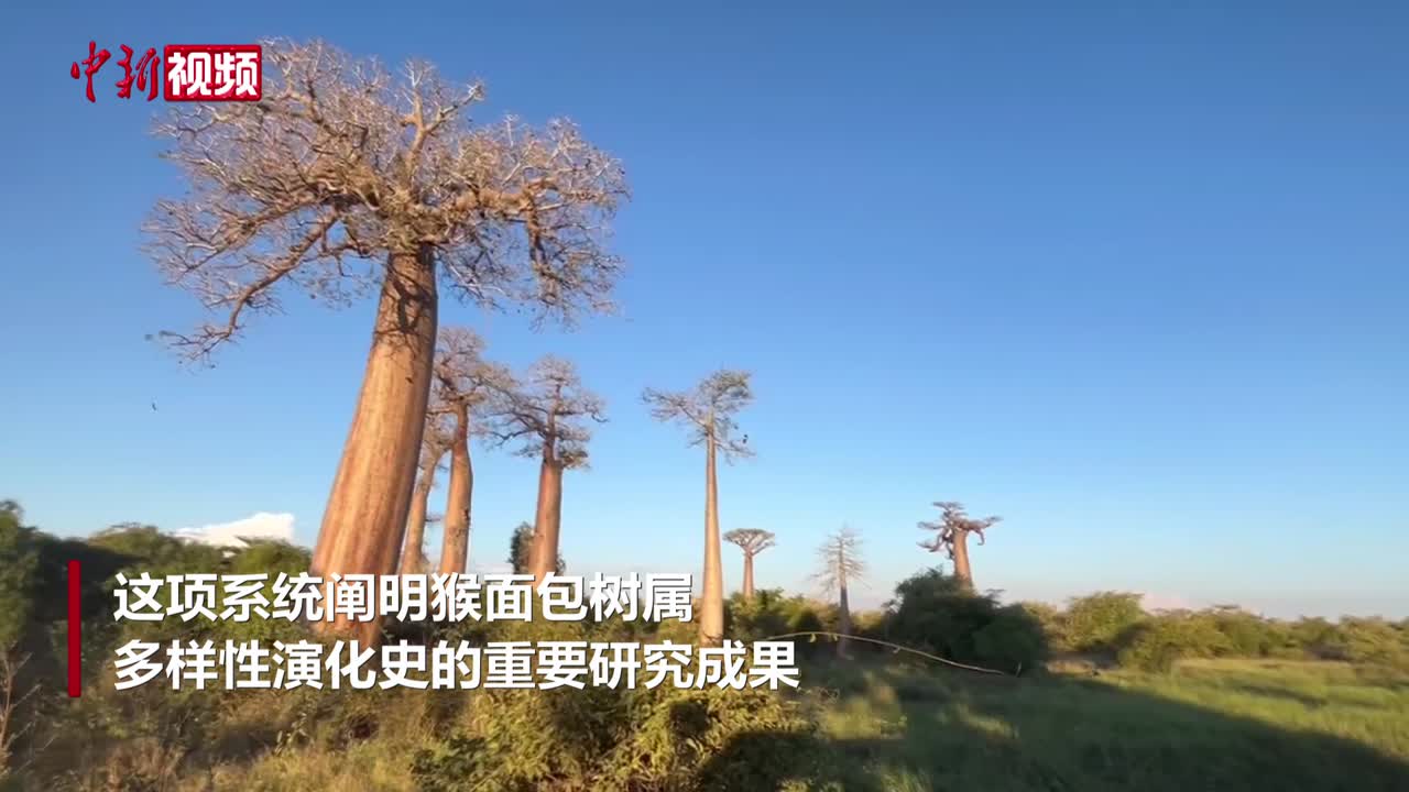 “生命之树”如何演化？中国科学家领衔揭秘猴面包树“前世今生”-中新网