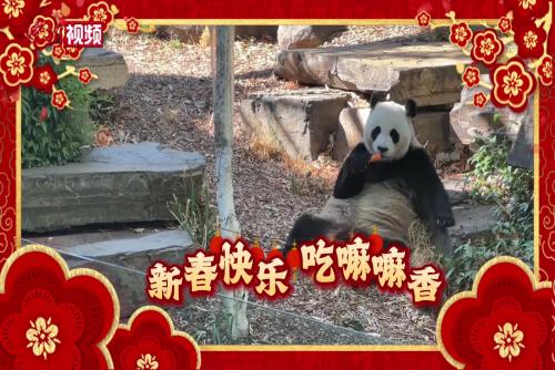 春節(jié)將至，“國寶”在南半球如何過年？