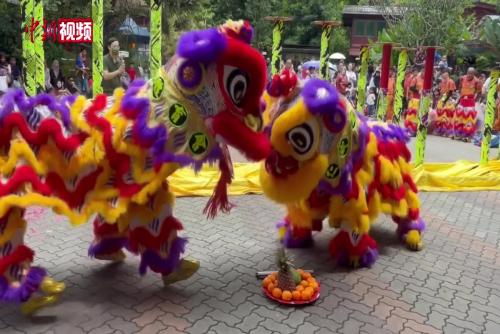 馬來西亞國家動物園舉行舞獅迎新年活動