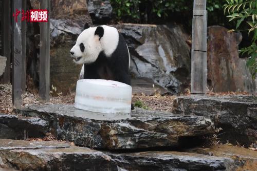 旅澳大熊貓拆“盲盒”過“熊貓日”