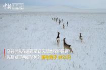 内蒙古马背警队发现21只野生狍子