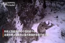 中国实现世界上数量最大的雪豹个体识别