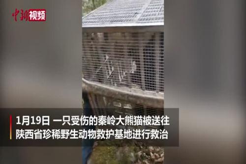 秦岭大熊猫受伤被救助