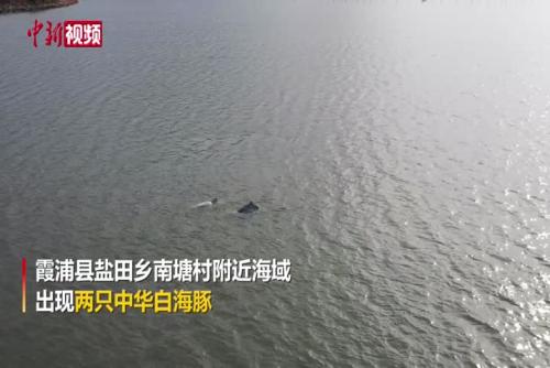 福建霞浦海域现中华白海豚