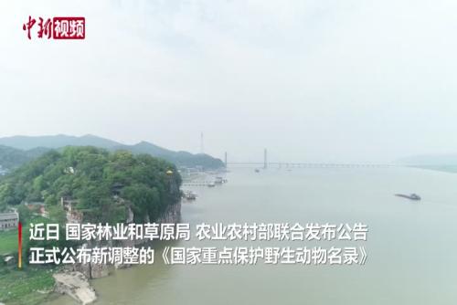 长江江豚等升为国家一级保护野生动物