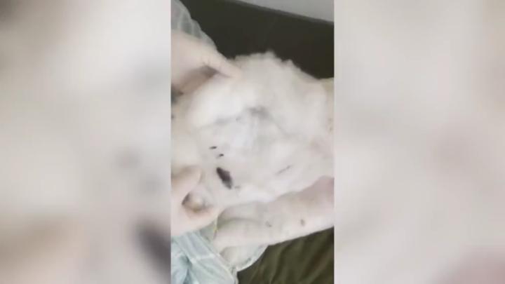 石家庄藁城区通报隔离点销售劣质被褥 2人被采取强制措施