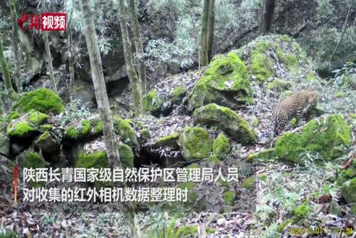 长青保护区拍摄到金钱豹活动影像