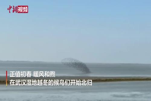 武汉沉湖湿地成群候鸟齐飞形成“鸟浪”