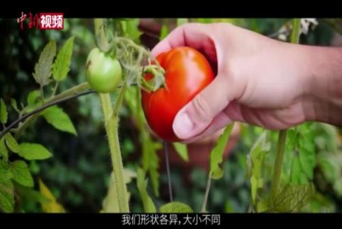 联合国粮农组织发布国际果蔬年公益短片
