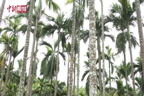 海南槟榔种植户收入倍增 