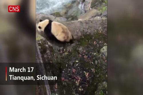 Hydropower station workers come across wild giant panda in Sichuan