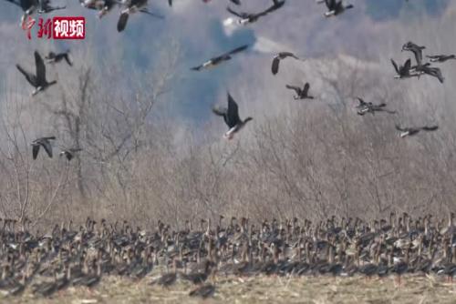 数十万候鸟过境吉林敬信湿地