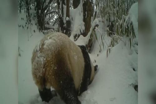 Wild panda found drowsy at artificial drinking spot in Sichuan