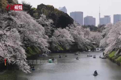 日本民众舟游“樱花河”