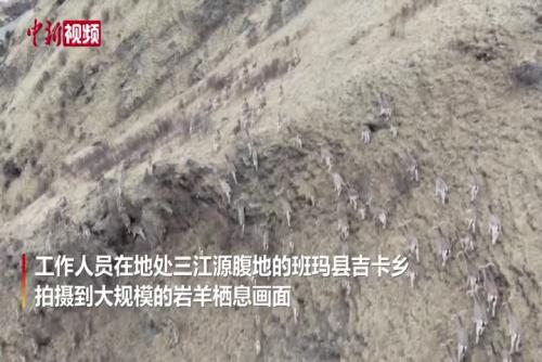 三江源核心区现数百只野生岩羊群