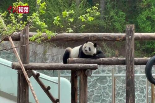 “吃货”熊猫在东北惬意度夏
